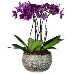 Arranjo de Orquídea Roxa Plantada em Vaso de Cerâmica