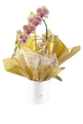 Orquídea Na Caixa Box