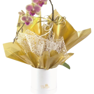 Orquídea Na Caixa Box